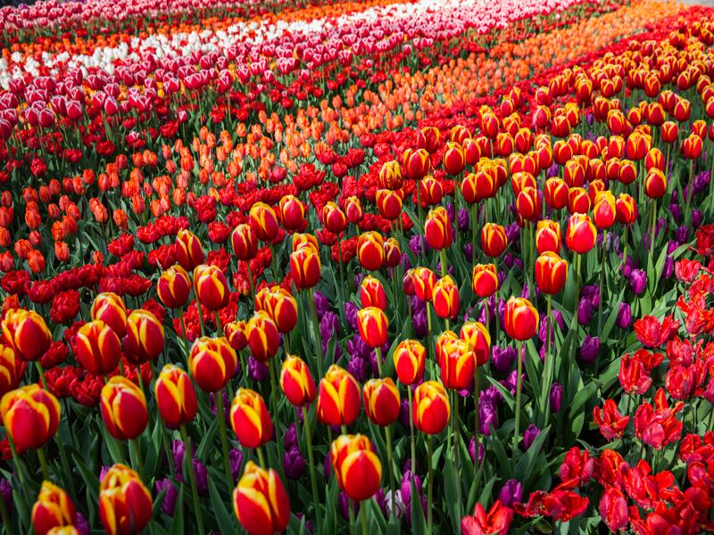 Keukenhof Gardens